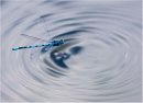 Damselfly, Reflection, Ripples