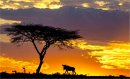 Wildebeest at Sunset
