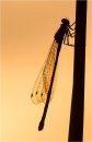 Damselfly Silhouette