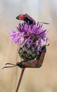 6 spot burnets