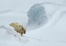 Nov 2018 Natural History