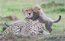 Cheetah and Cub, Maasai Mara