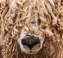Soft in the head PE (12)