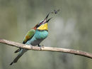 Bee eater tossing bee