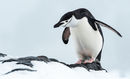 Chinstrap penguin RC (12)
