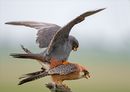 Red footed falcons mating RC (12)