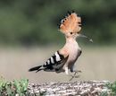 Hopping hoopoe with grub PC (11)