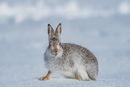 Mountain Hare Pauses PC (15 HC)