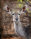 Kudu deep in the Bush