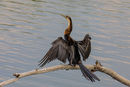 African Darter {Anhinga rufa}
