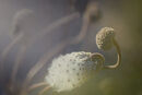 Anemone in morning sunlight
