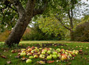Autumn Harvest