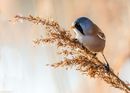 Bearded Tit, Stover.
