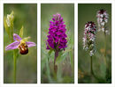 Bee Purple and Burnt Tip Orchids