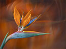 Bird of Paradise