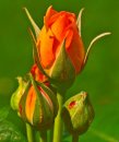 Bursting with Colour