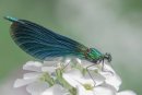 Jan 2017 PAGB Nature Cup
