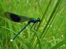 Damselfly