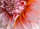 Delicate Colours of a Dahlia