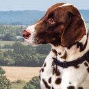 Dog with a Background
