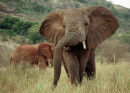 Elephant Mock Charge