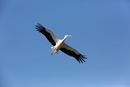 Eurasian Stork - Hawk Conservance Trust.
