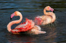 Flamingos Bathing