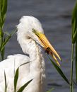 Great White Egret - Ham Wall.