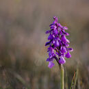 Green Veined Orchid