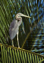 Heron on Coconut Palm