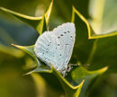 Holly Blue
