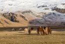 Icelandic Horses