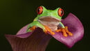 In Search of Lost Frogs (Robin Moore)