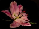 Lily - In Pink