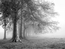 Majesty in the Mist