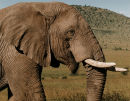 Mara Elephant