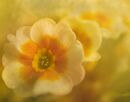 Polyanthus in spring