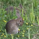 Rabbit in the Sunshine.
