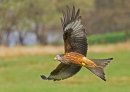 Red Kite Full Wingspan