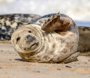 Seal Wave