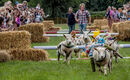 Sheep Grand National