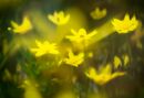 Splashes of Spring