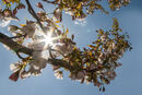 Spring Sunshine