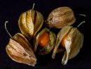 Still Life with Exotic Fruits