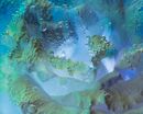 Submerged Lisianthus