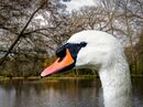 Mike Bird