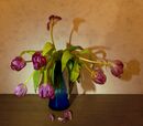 Tulip Fever (Deborah Moggach)