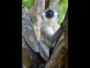 Vervet Monkey watching for Raptors