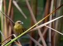 Weaver Bird, Kenya