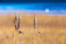 Winter Reed Bed